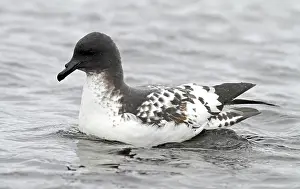 Avian Wildlife Photography Imprime: Cape Petrel, Daption capense