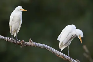 Cattle Egret Imprime: Cattle Egrets