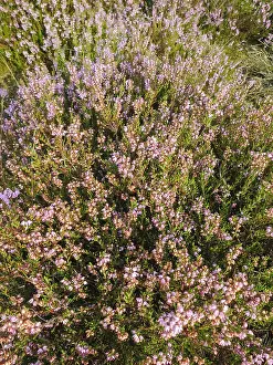 Europe Flora Imprime: Close up of Heather