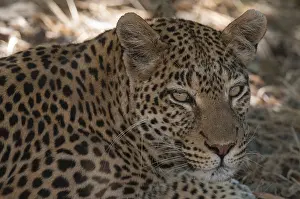 Leopard Portrait Imprime: Close up portrait of a leopard