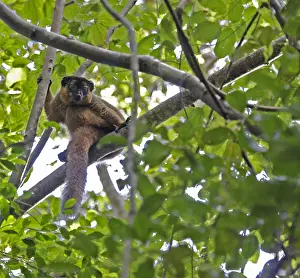 Tropical Forest Wildlife Imprime: Collared brown lemur, Eulemur collaris