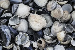 European Marine Life Imprime: collection of shells