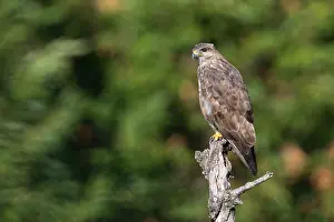 Buteo Buteo Species Imprime: Common Buzzard