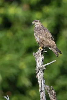 European Raptor Imprime: Common Buzzard