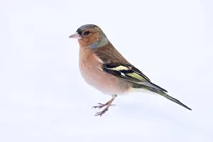 Winter Plumage Birds Imprime: Common Chaffinch