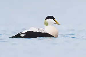 Common Eider Bird Imprime: Common Eider