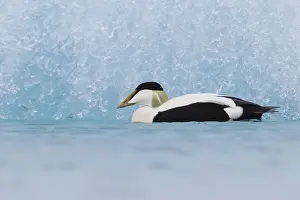 Common Eider Bird Imprime: Common Eider