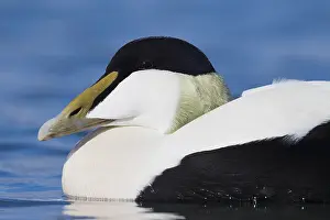 Common Eider Imprime: Common Eider