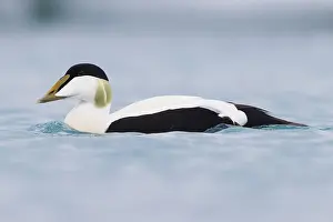 Common Eider Imprime: Common Eider
