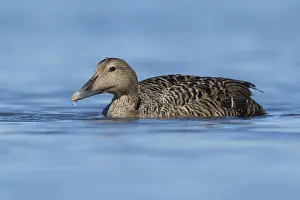 Common Eider Bird Imprime: Common Eider