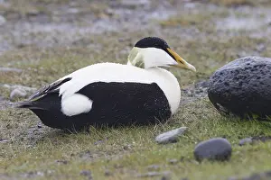 Common Eider Bird Imprime: Common Eider