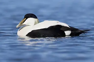 Common Eider Bird Imprime: Common Eider
