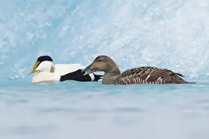 Common Eider Bird Imprime: Common Eider