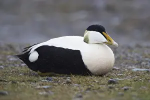 Common Eider Imprime: Common Eider