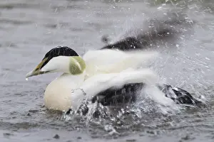 Common Eider Bird Imprime: Common Eider