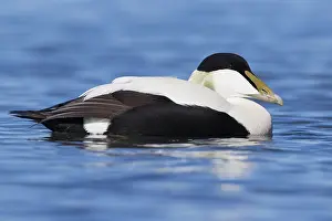 Common Eider Imprime: Common Eider