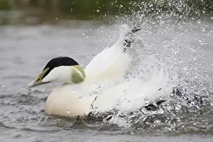 Common Eider Bird Imprime: Common Eider
