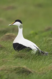 Common Eider Bird Imprime: Common Eider