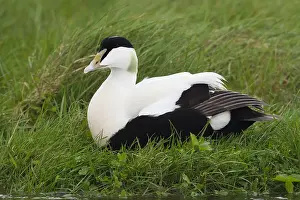 Common Eider Imprime: Common Eider