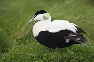 Common Eider Bird Imprime: Common Eider