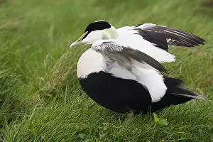 Common Eider Imprime: Common Eider
