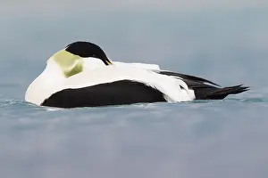 Wild Ducks Imprime: Common Eider