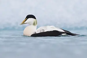 Common Eider Bird Imprime: Common Eider