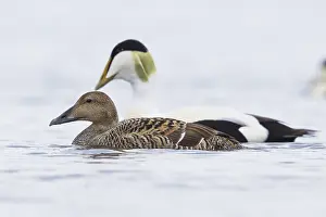 Common Eider Imprime: Common Eider