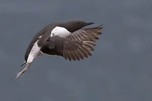 Alcidae Bird Species Imprime: Common Murre