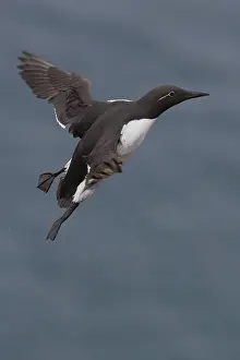 European Birds In Flight Imprime: Common Murre