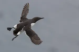 Wildlife Animals Imprime: Common Murre