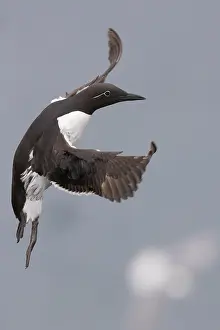 European Bird Imprime: Common Murre