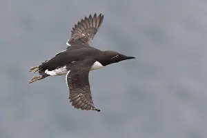 Nature Photography Birds Imprime: Common Murre
