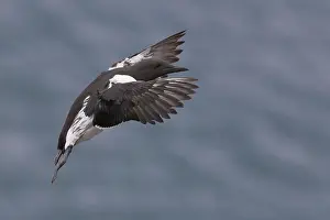 European Seabirds In Flight Imprime: Common Murre