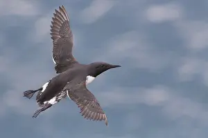 Charadriiformes Species List Imprime: Common Murre