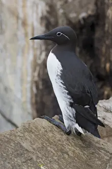 Wildlife Nature Photos Imprime: Common Murre