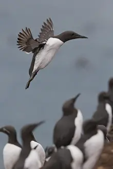 Vertical Bird Images Imprime: Common Murre