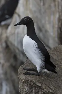 Vertical Bird Images Imprime: Common Murre
