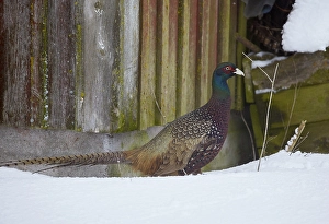Phasianus Colchicus Images Imprime: Common Pheasant, Phasianus colchicus