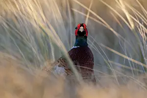 Phasianus Colchicus Species Imprime: Common Pheasant, Phasianus colchicus