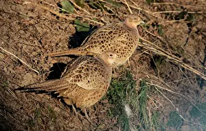 Phasianus Colchicus Images Imprime: Common Pheasant, Phasianus colchicus