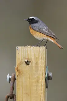 Common Redstart Bird Imprime: Common Redstart