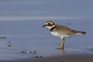 Nature Wildlife Images Imprime: Common Ringed Plover