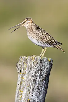 Common Snipe Imprime: Common Snipe