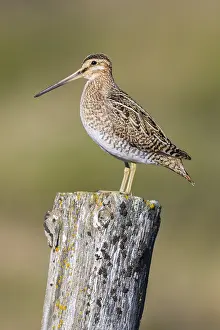 Common Snipe Imprime: Common Snipe