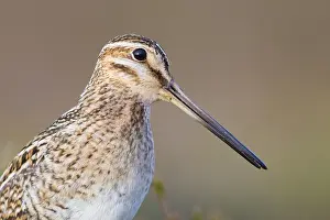 Wild Animal Portrait Photography Imprime: Common Snipe