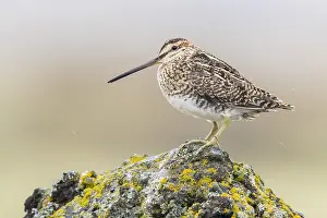 Shorebird Species Imprime: Common Snipe