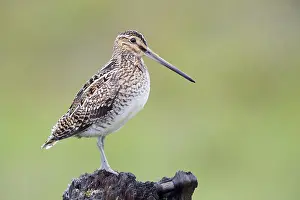 Charadriiformes Order Birds Imprime: Common Snipe