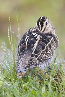 Charadriiformes Species List Imprime: Common Snipe
