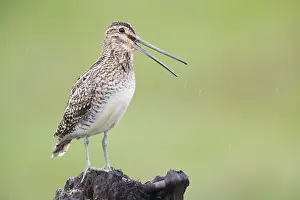 Shorebird Species Imprime: Common Snipe